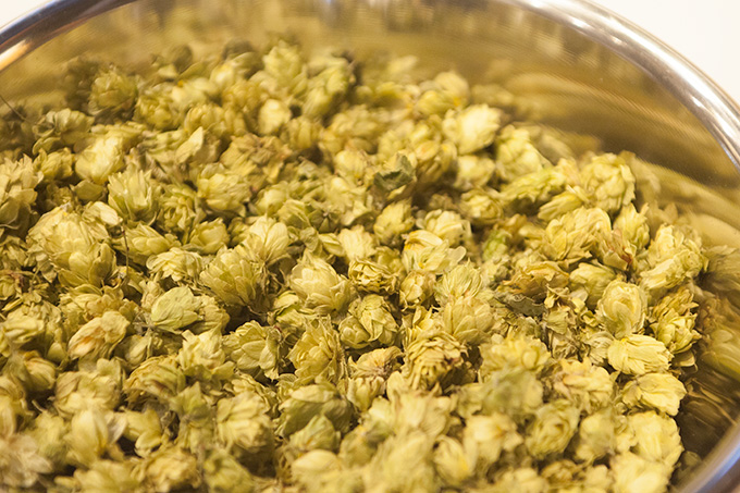 チェコ産ホップ