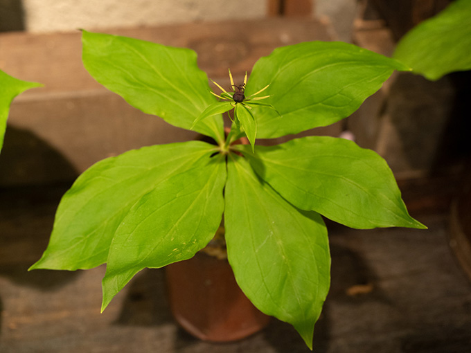 車葉衝羽根草（クルマバツクバネソウ）